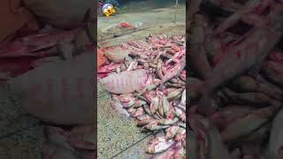 SARDAR Imran haider khan M DAWOOD FISH 🐟 MANDI fish mandlafishshop newmusic fishing [upl. by Whetstone]