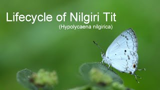 Lifecycle of Nilgiri Tit Hypolycaena nilgirica lifecycleofbutterfly lifecycle Nilgiritit [upl. by Nnil559]