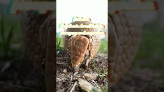 Three facts about the threebanded armadillo [upl. by Jemina]