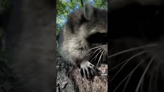 Rusty Lee 🥰🥰 raccoon funny [upl. by Eusoj]