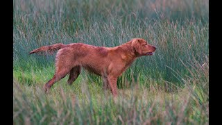 Snipe hunting with a Red Setter pup [upl. by Antipas84]