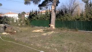 Abattage d arbre avec une 66 stihl [upl. by Olympie]