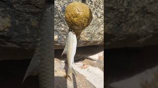 cow dung baitfishing cowdung bait fish hookfishing naturalfishinglife [upl. by Ynattyrb]