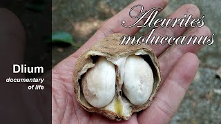 Candlenut Aleurites moluccanus  part 2 [upl. by Callum]