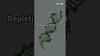 Unveiling the Role of NEAT1 in Genome Stability and DNA Damage Response science shorts ytshorts [upl. by Spear411]