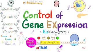 Depicting Transcription Factor Binding Sites [upl. by Yruoc403]