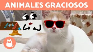 PERROS y GATOS DIVERTIDOS jugando con OBJETOS ANIMADOS 🐶🎈🐱 [upl. by Jaquelin]