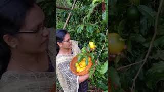 Abiu Fruit in Kerala [upl. by Ku]