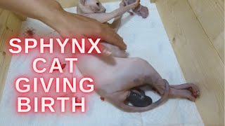 Newborn Sphynx Kitten  Sphynx cat giving birth to three kittens  Part 2  Sphynx Kittens [upl. by Eremaj]