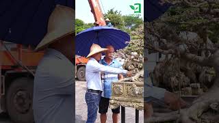 Sự chuẩn bị trước ngày diễn ra sự kiện Triển Lãm Trưng Bày Hoa Cây Cảnh 2024 Triệu Điền [upl. by Nyroc]