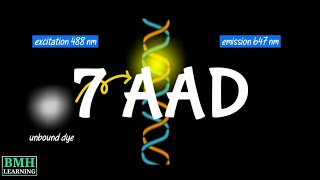 7AAD Cell Viability Assay  7AAD Cell Viability Dye [upl. by Jaquenetta884]