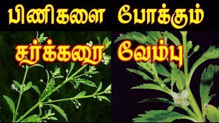 scoparia dulcis medicinal uses சர்க்கரை வேம்பின் வைத்தியம் sarkkarai vembu [upl. by Buell928]