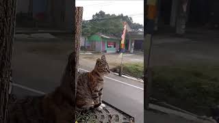 shocked cat cats catvideos funny [upl. by Anilra]