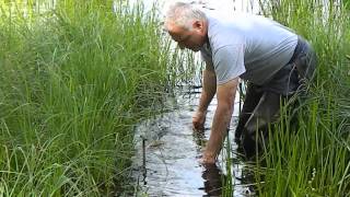 Live Beaver Cage trapping [upl. by Nannette]