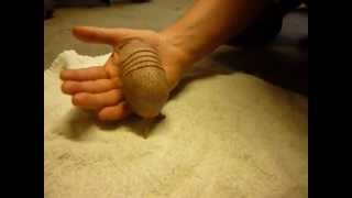 Baby Three Banded Armadillo  Handrearing [upl. by Araihc]