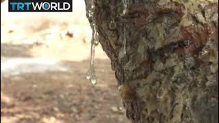 Chios Mastic Greek farmers make living cultivating rare crop [upl. by Margot86]