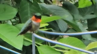 My fondness for nature updates on my vegetable gardens and hummingbirds frequenting my backyard [upl. by Stromberg768]