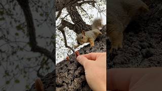 Will she or Wont she with Grand Baby Nuts animals family reaction new cute reels feed kawaii [upl. by Nali]