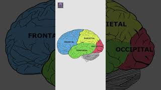 Estructura y Función de la Corteza Cerebral Explicadas en 60 Segundos 🧠 [upl. by Atsejam]