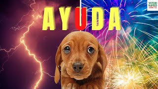 🐶 ¿CÓMO CALMAR A UN PERRO ASUSTADO Y CON ANSIEDAD POR COHETES Y TORMENTAS 🐶 [upl. by Oxford146]