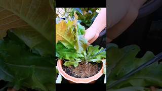 Harvest mini Romane lettuce​ gardening beautifulnatureworld worldsnature garden plants [upl. by Marcos119]