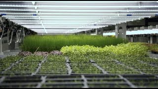 Vertical Farming Set to Boost UAEs Domestic Food Production [upl. by Lebam]