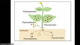 Phytoremediation [upl. by Ataga]