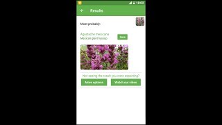 PlantSnap identifies a Mexican giant hyssop Agastache mexicana [upl. by Ailad]