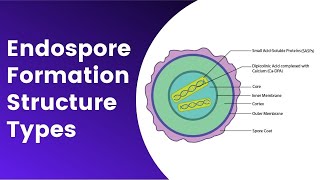 Endospore Formation Germination Structure Resistance Mechanism [upl. by Adle]