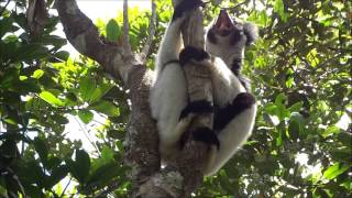 Indri indri singing lemur of Madagascar [upl. by Odragde]