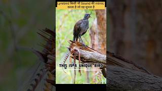 wait for End voice😳😍 4 Amazing 😳🤯Facts about Lyrebird [upl. by Embry]