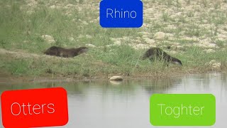 Otters playing with Rhino [upl. by Mathre550]