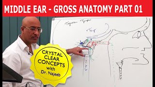 Middle Ear  Gross Anatomy  Part 19 [upl. by Adamo]