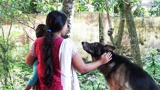 Dog training malayalam BASIC OBEDIENCE TRAINING kerala dog training  Obedience Training [upl. by Clapper84]