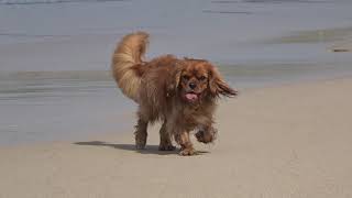 Cavalier running on the beach 2019 age 1yr [upl. by Buffum]