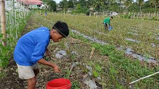 Pag dilig ng fertilizer sa renaton na mga talong 👍 [upl. by Geraud96]