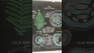 Pteris structure reproduction and life cycle chart botany pteris pteridophytes [upl. by Akselav]