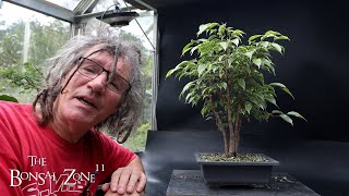 Fall Pruning My Olive Ficus and Chinese Elm The Bonsai Zone Oct 2024 [upl. by Nataline]