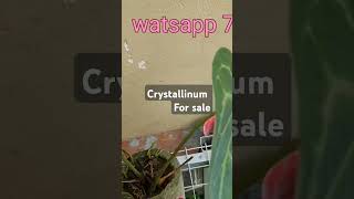 Anthurium crystallinum salepost shortvedio [upl. by Charles139]