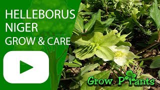 Helleborus niger  grow and care [upl. by Anavahs]