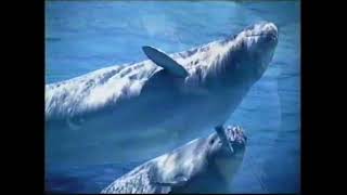 2005 Marineland commercial [upl. by Nettle420]