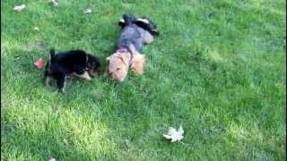 Welsh Terrier puppies playingLillys [upl. by Teemus]