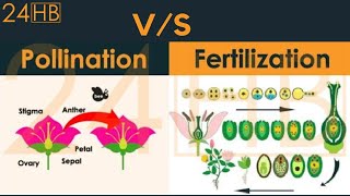 Difference Between Pollination And Fertilization  24HB [upl. by Ocsirf]