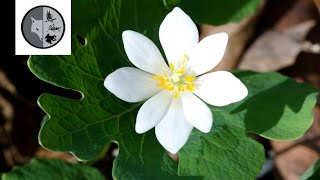 Bloodroot  Week no8  Films Nature Web TV [upl. by Aralk]