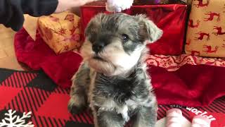 🐶 Coco the Mini Schnauzer has started talking with her cute little voice [upl. by Ahsenat]