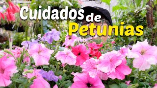 COMO TENER Hermosas LAS PETUNIAS SIEMPRE  Cuidados Basicos para las PETUNIAS [upl. by Ymiaj722]