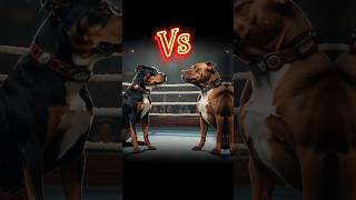 pitbull vs rottweiler real fight  rottweiler vs pitbull real fight pitbull pitbulldog rottweiler [upl. by Enrobyalc]