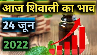 Mentha oil Rate today आज शिवाली का भाव पिपरमेंट का भाव आज काMenthantha oil production unit 24 जून [upl. by Kennedy506]