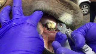 Equine Dental Abnormalities [upl. by Sansone436]