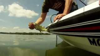 How to properly catch and release a fish [upl. by Clawson]